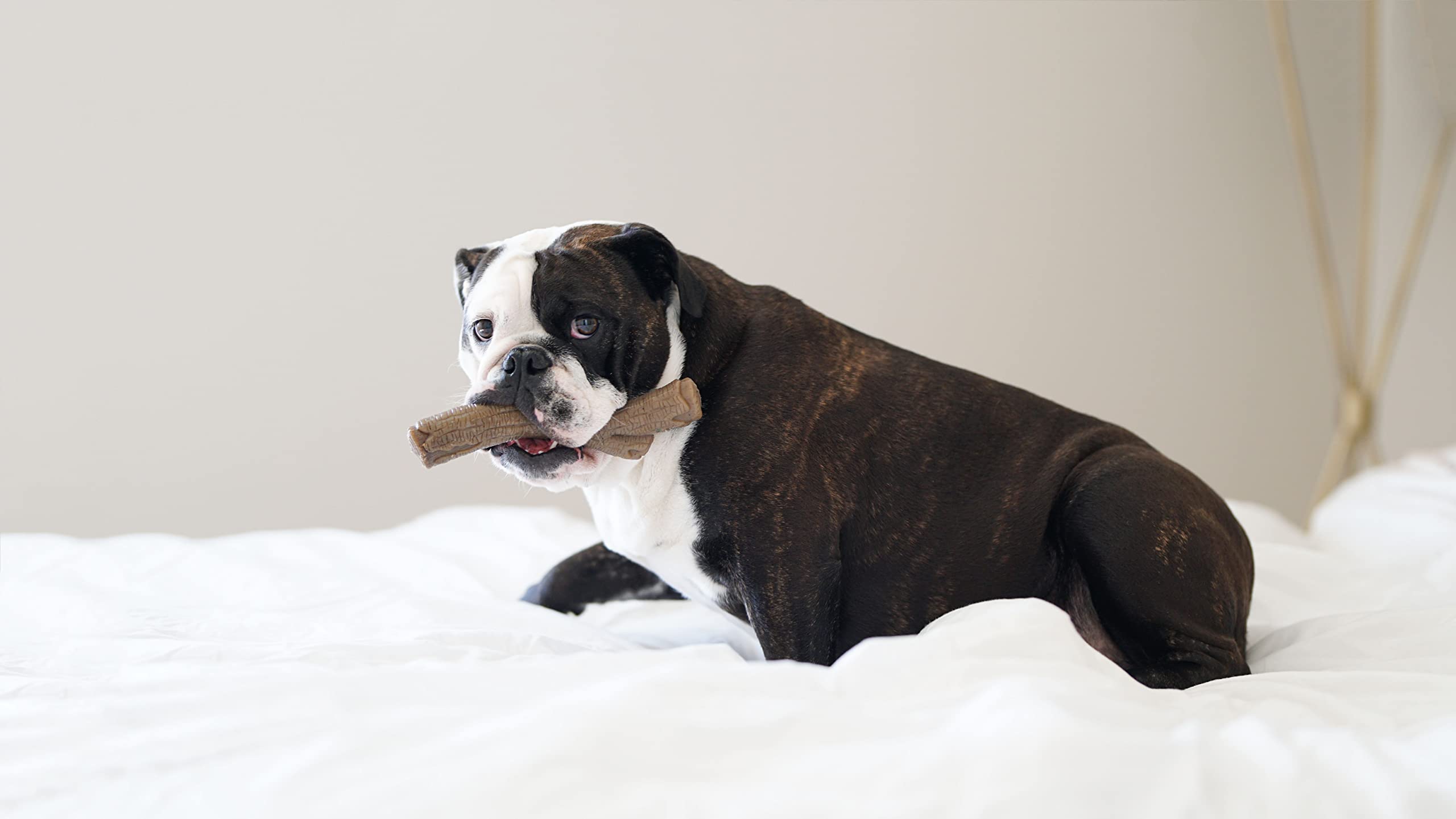 Nylabone Gourmet Style Strong Chew Stick Dog Chew Toy, Peanut Butter Flavor, X-Large/Souper (1 Count)