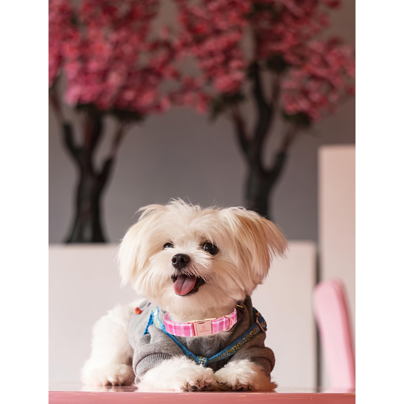 Lionheart Glory Valentine'S Day Collar, Pink Plaid Dog Collar For Large Cute Dog Collars Spring Female Pet Gift Adjustable Heavy
