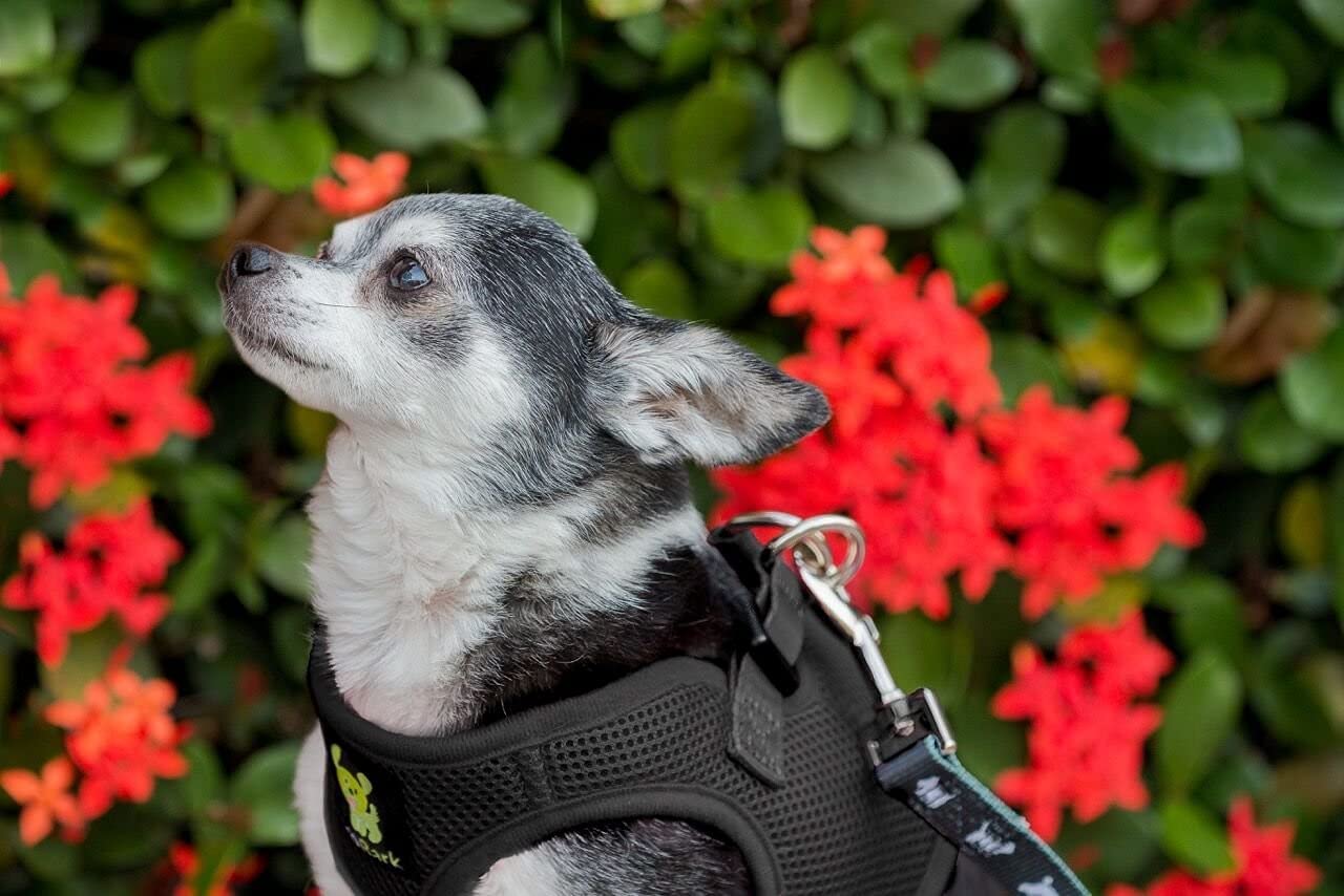 Ecobark Step In Dog Harness - Eco-Friendly Teacup Dog Harnesses For Xxs, Xs, And Small Dogs - Reflective And Adjustable Mini Body Halter Vest -Tiny Soft Mesh Toy Breed Harness Under 5 Lbs (Black, Xxs)