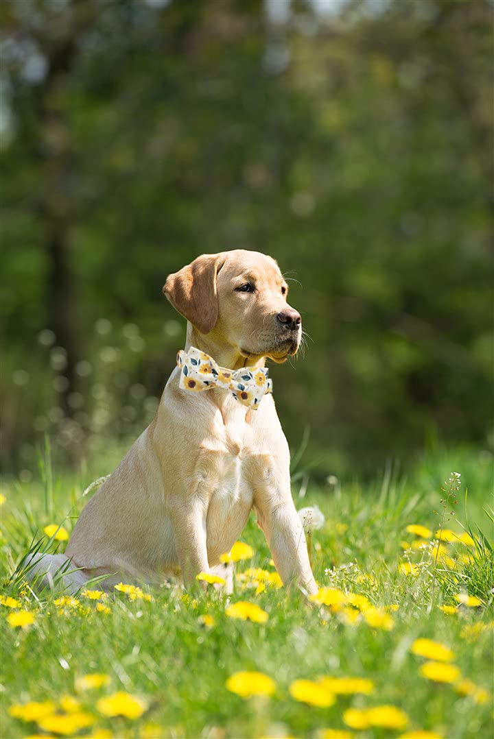 Elegant Little Tail Sunflower Print Dog Collar, Girl Dog Collar With Bow Adjustable Soft Bow Tie Dog Collars For Small Dogs And Cats