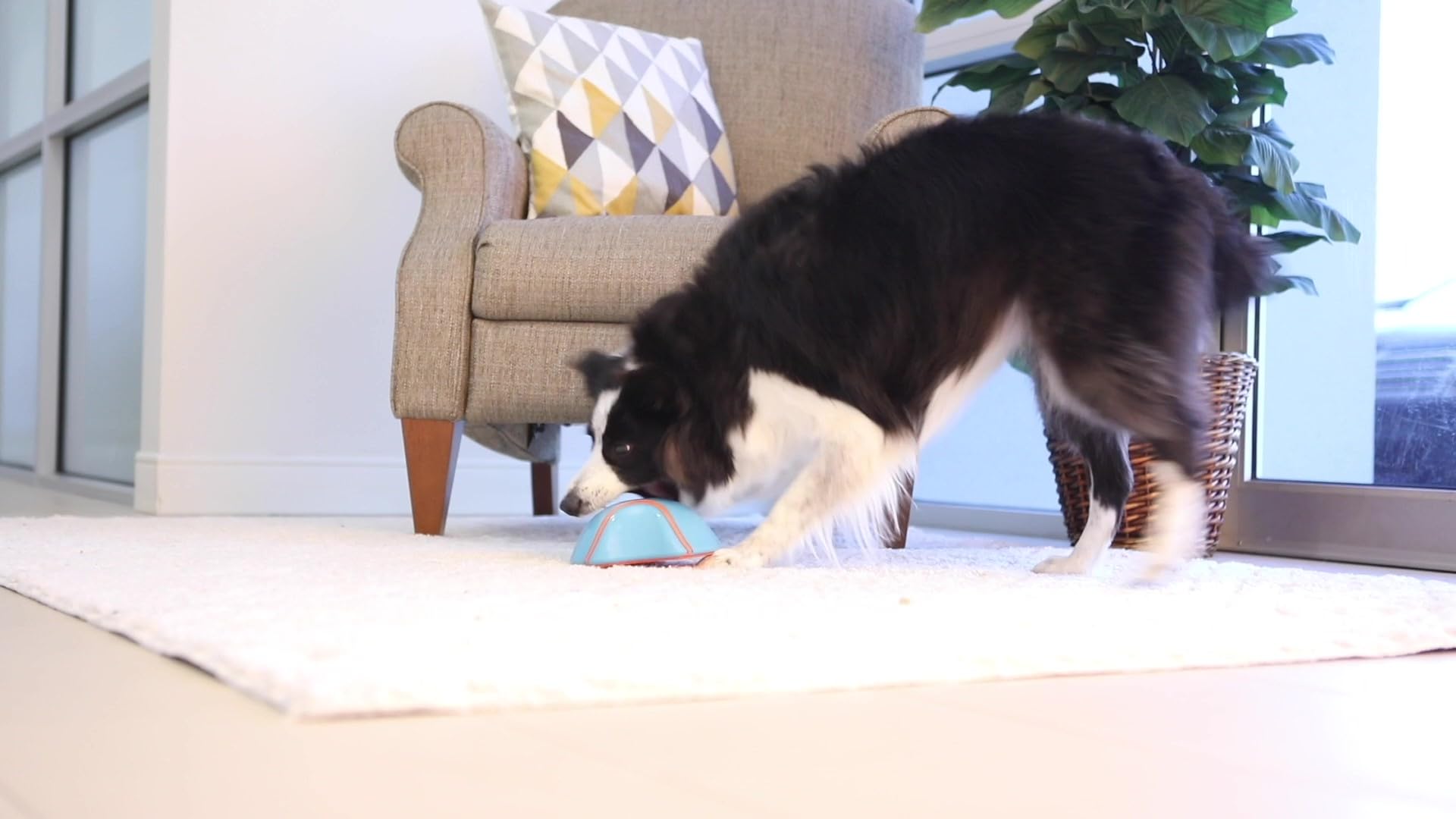 Chuckit! Indoor Super Slider Dog Self Fetch Squeaker Toy -Glides Harmlessly On Most Indoor Surfaces