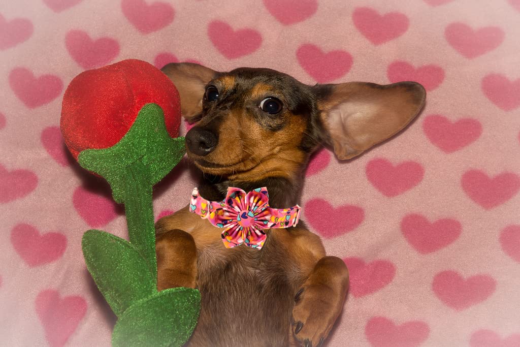 Lionheart Glory Heart Dog Collar, Valentine'S Day Dog Collar With Flower, Cute Floral Pattern Pet Collar Adjustable Dog Collar For Medium Dogs