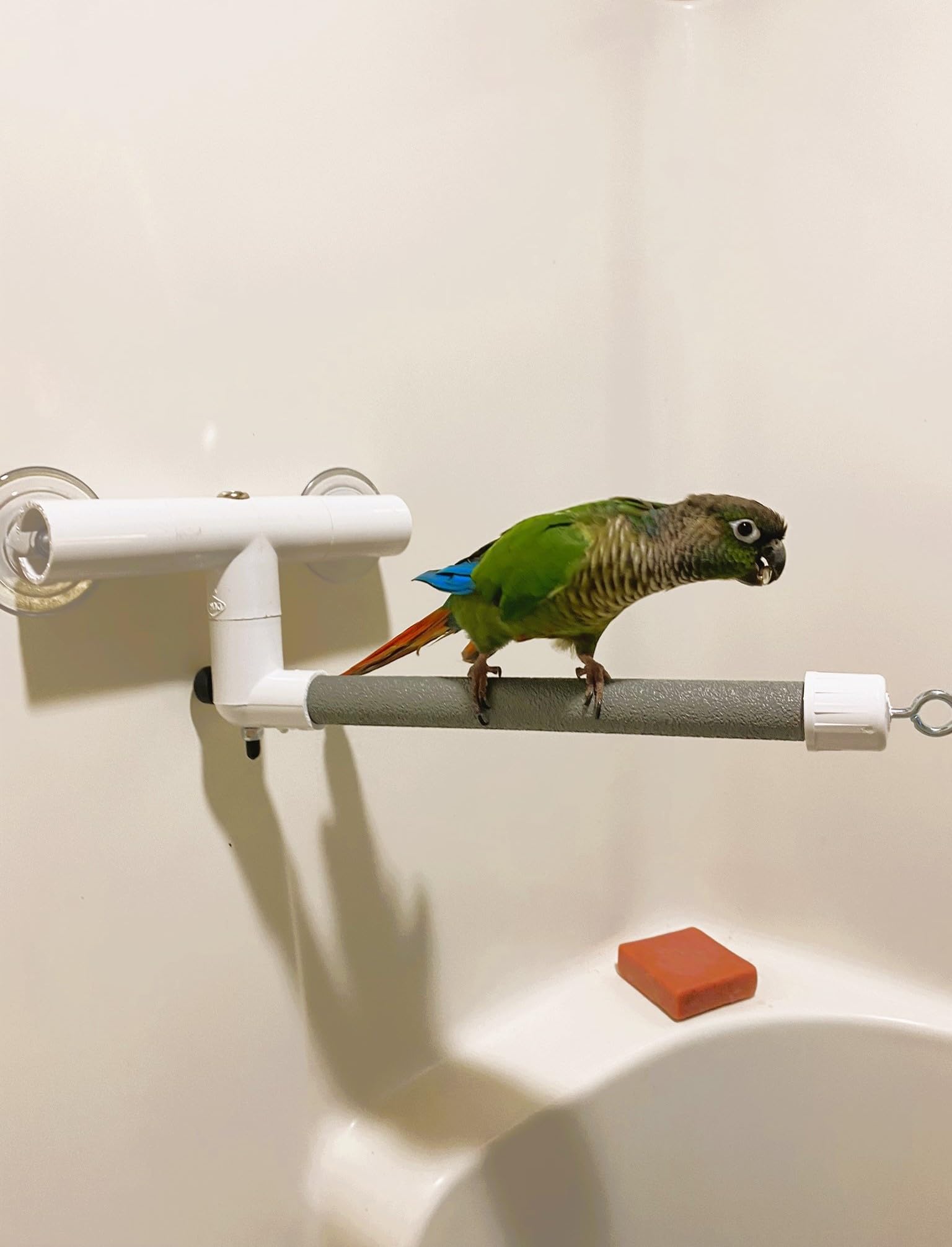 Polly'S Deluxe Window And Shower Bird Perch, Small