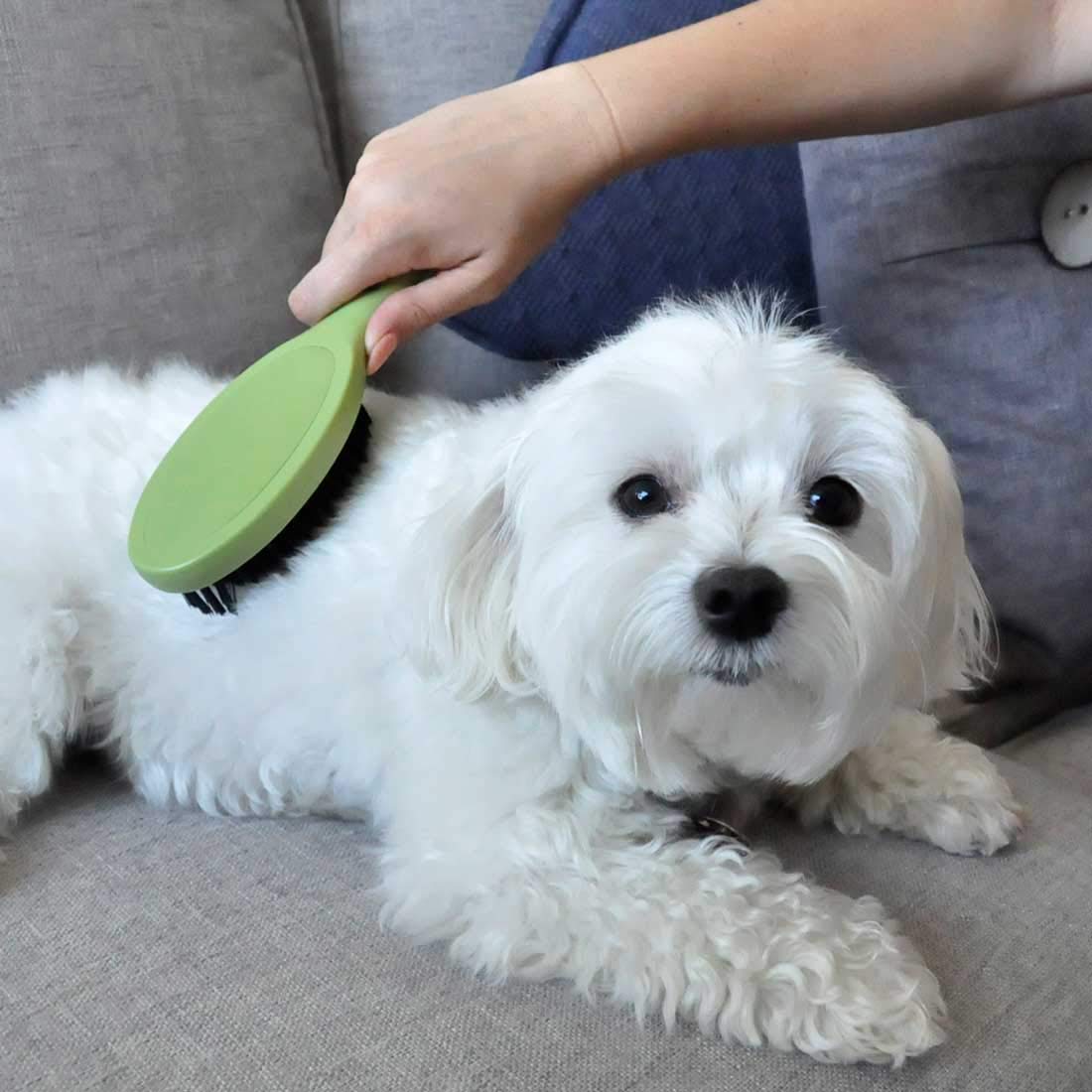 Coastal Pet Safari Bristle Dog Brush, Brush, Small (8' L X 2' W)