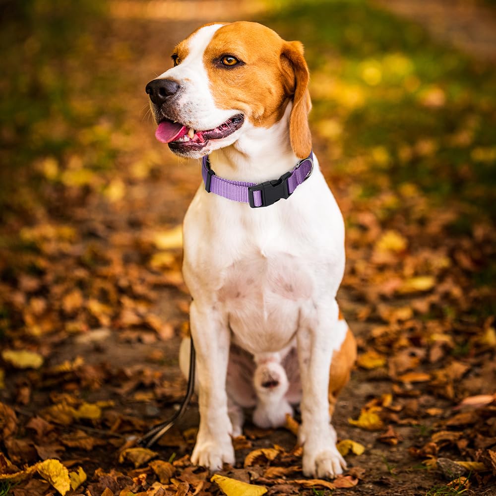 Alainzeo 4 Pack Nylon Dog Collars, Classic Adjustable Pet Dog Collar For Small, Medium And Large Dogs, L(Black, Blue, Red, Purpl