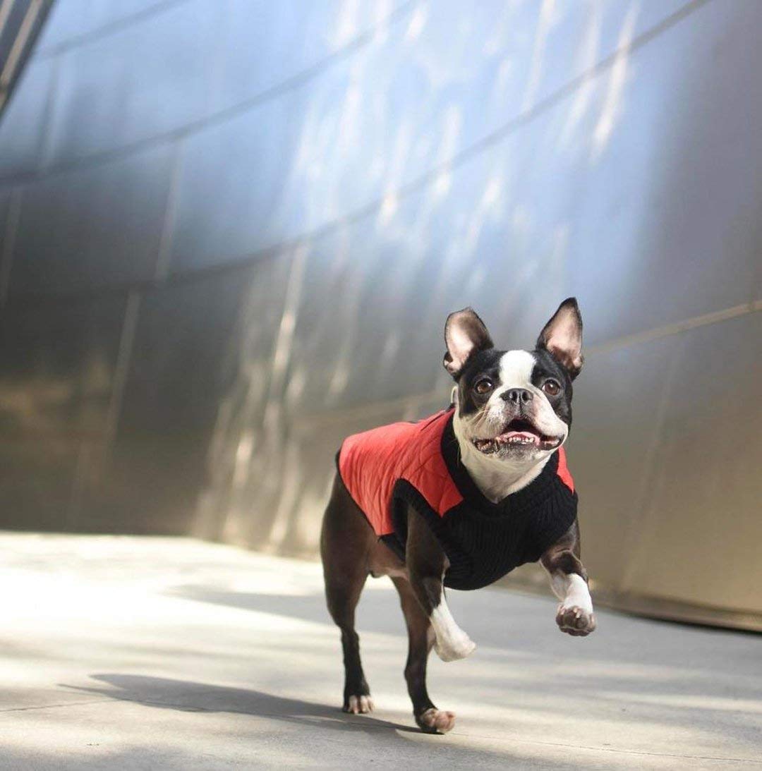 Gooby Fashion Vest Dog Jacket - Orange, X-Large - Warm Zip Up Bomber Vest with Dual D Ring Leash - Winter Water Resistant Small
