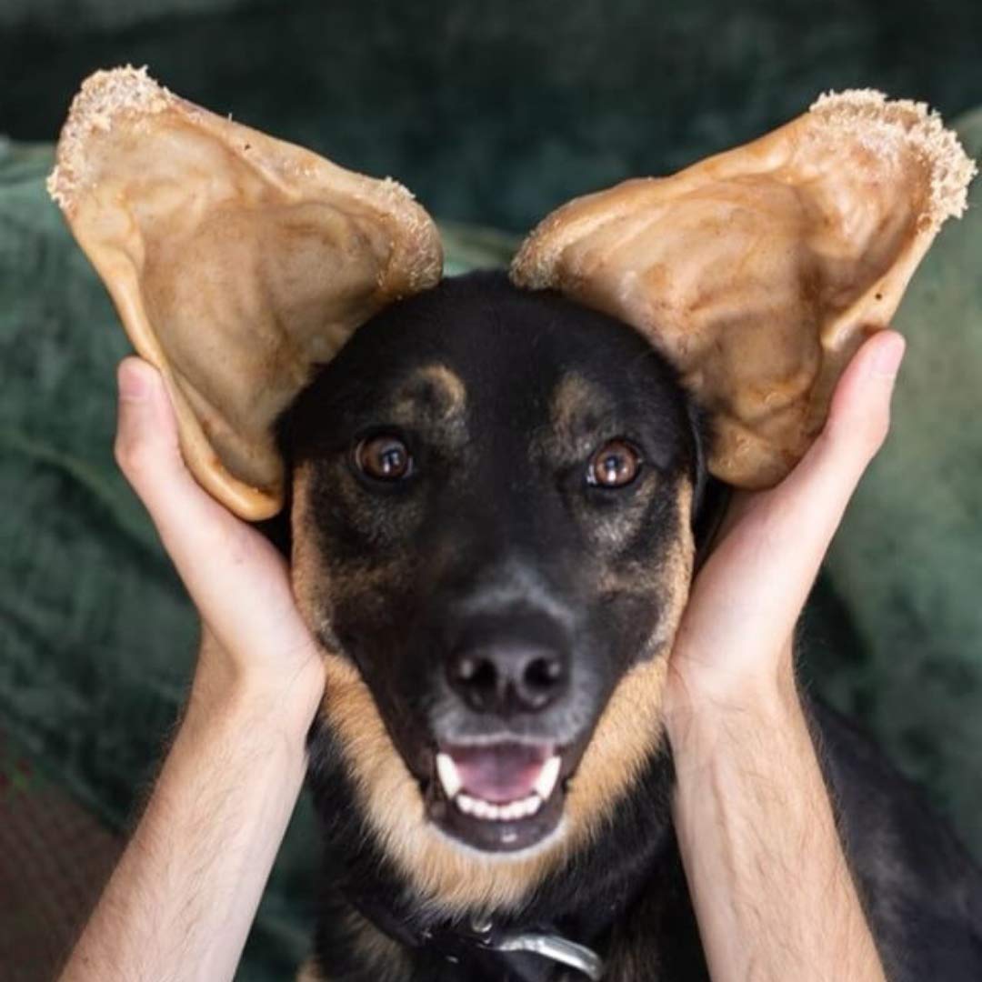 Pet Qwerks Pigs Ear Barkbone - Nylon Dog Bone For Aggressive Chewers - Bacon Flavor - 6'