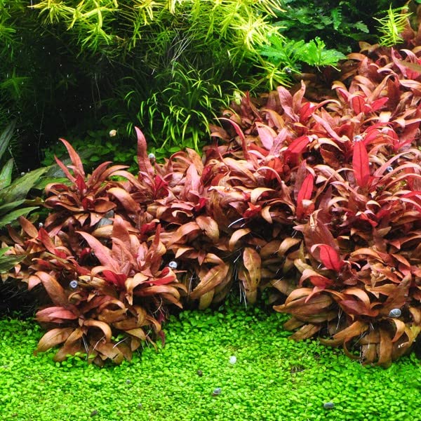 Tissue Culture Live Aquarium Plants | In Vitro Freshwater Aquatic Plants For Small Aquariums And Foreground (Monte Carlo)