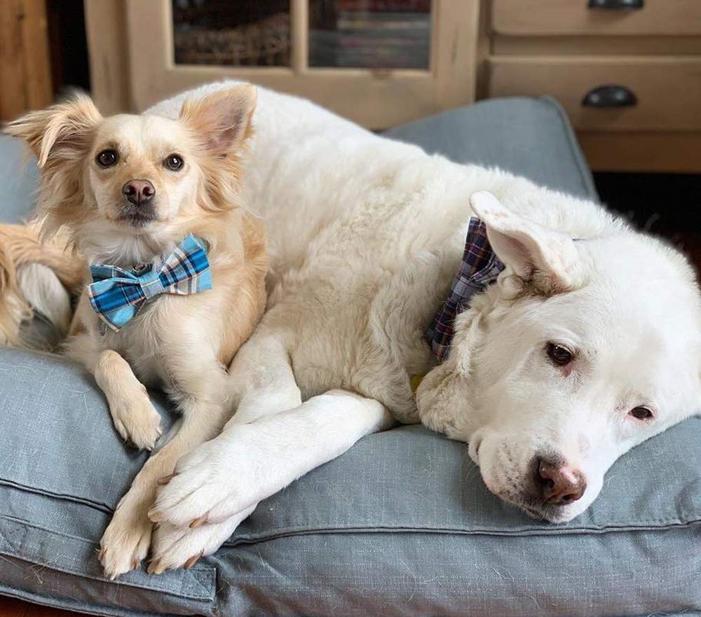 Lionet Paws Boy Dog Collar With Bowtie, Comfortable Adjustable Cute Blue Plaid Bow Tie Collar For Male Puppies And Cats Gift, Xs