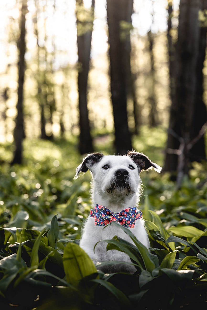 Lionheart Glory Premium Floral Dog Collars, Bowtie Dog Collar, Adjustable Heavy Duty Dog Collar With Bow For Medium Dogs