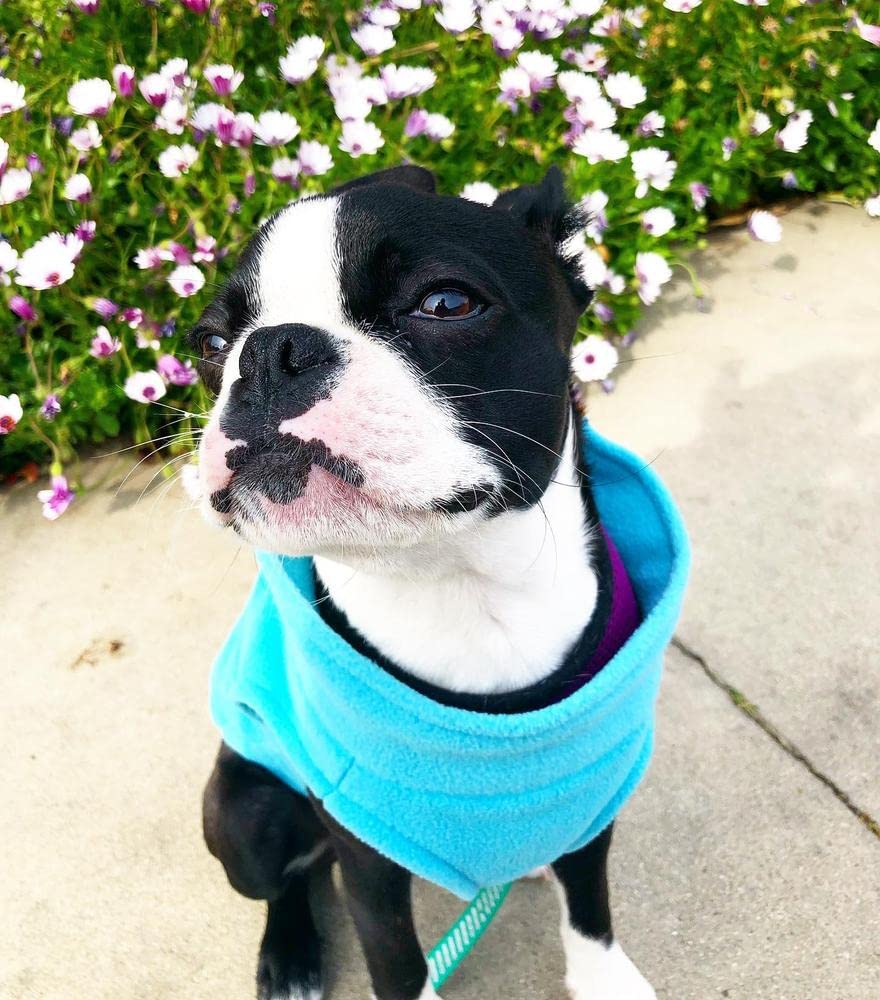 Gooby Stretch Fleece Vest Dog Sweater - Warm Pullover Fleece Dog Jacket - Winter Dog Clothes For Small Dogs, Large Dogs, Boy Or Girl - Soft, Super Stretchy Fleece Vest Dog Sweater - Mint, X-Large