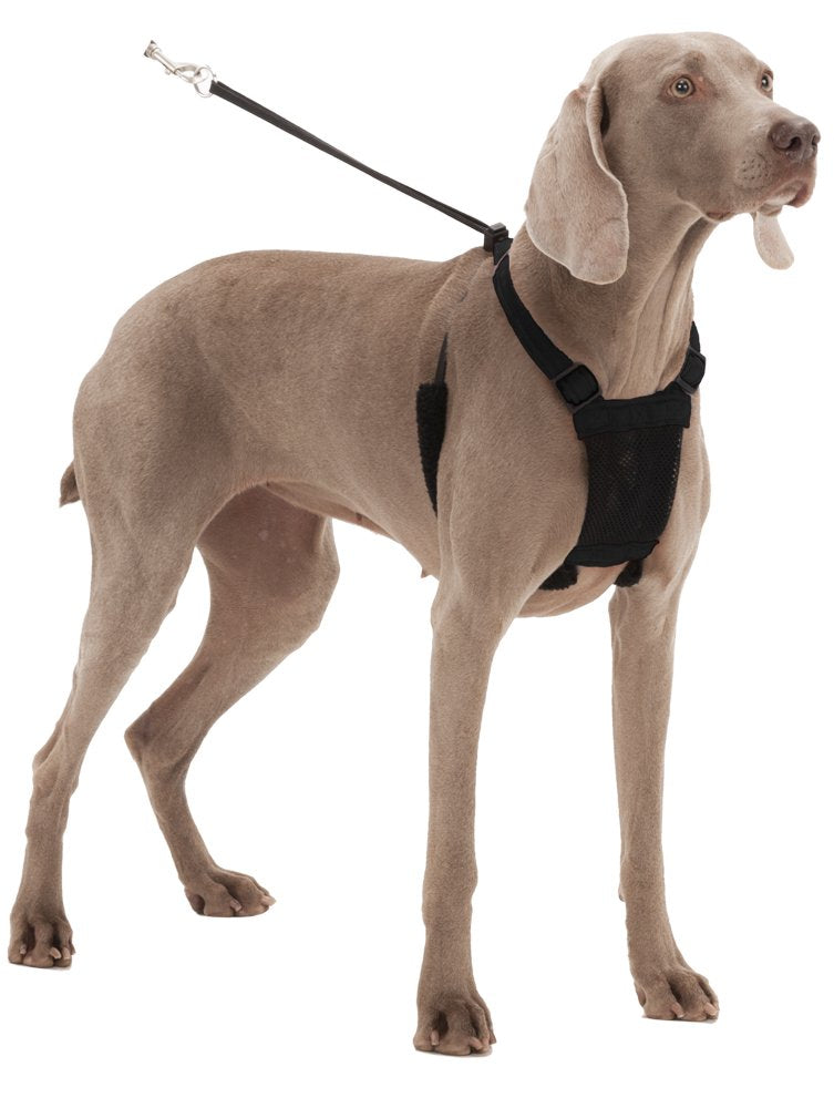 Mesh Anti Pull Harness Size: Small Neck (9-12'), Color: Black