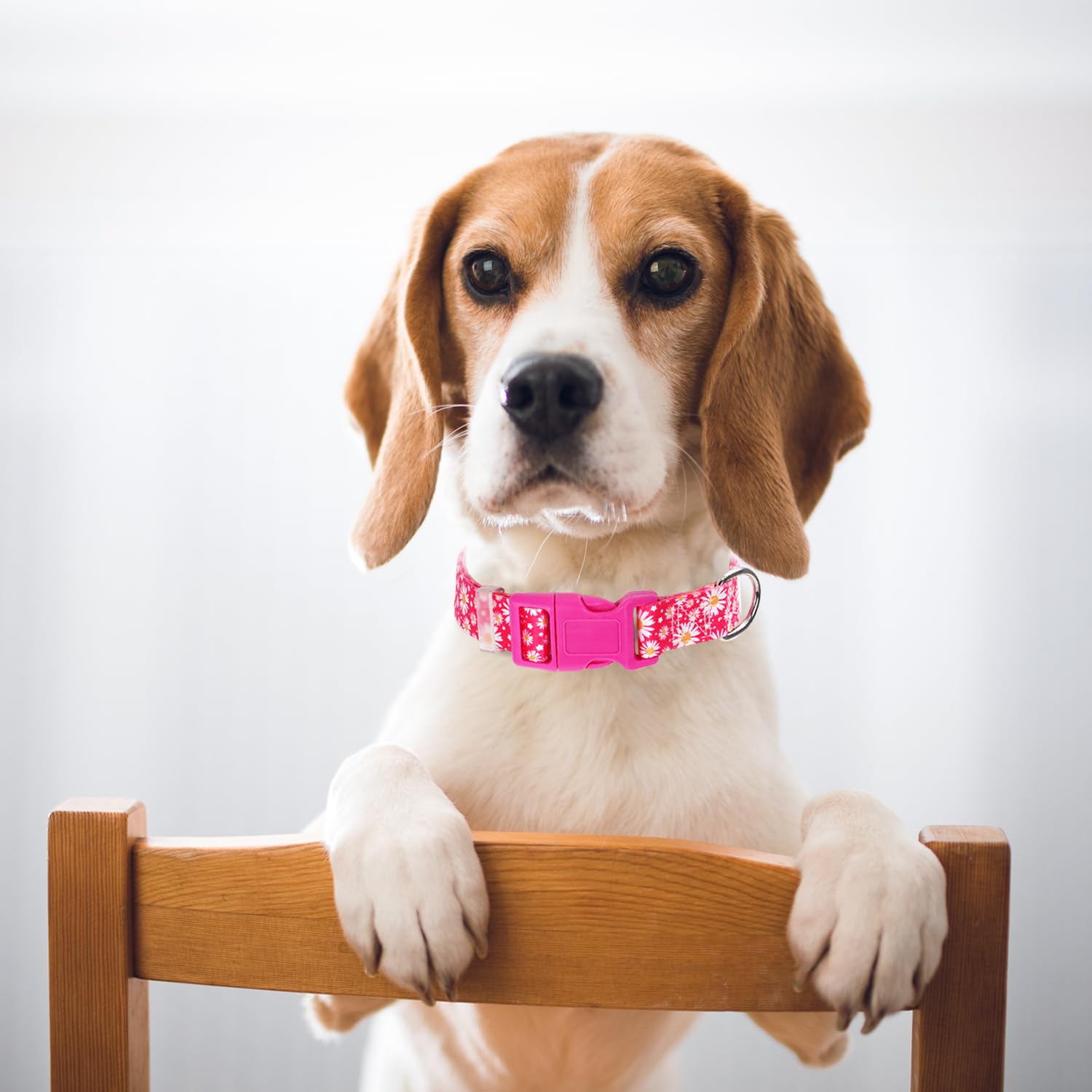 Pink Dog Collars For Puppy Small Dogs, Cute Girl Hot Pink Daisy Dog Collar, Adjustable Nylon Comfy Soft Pet Collar With Quick-Re