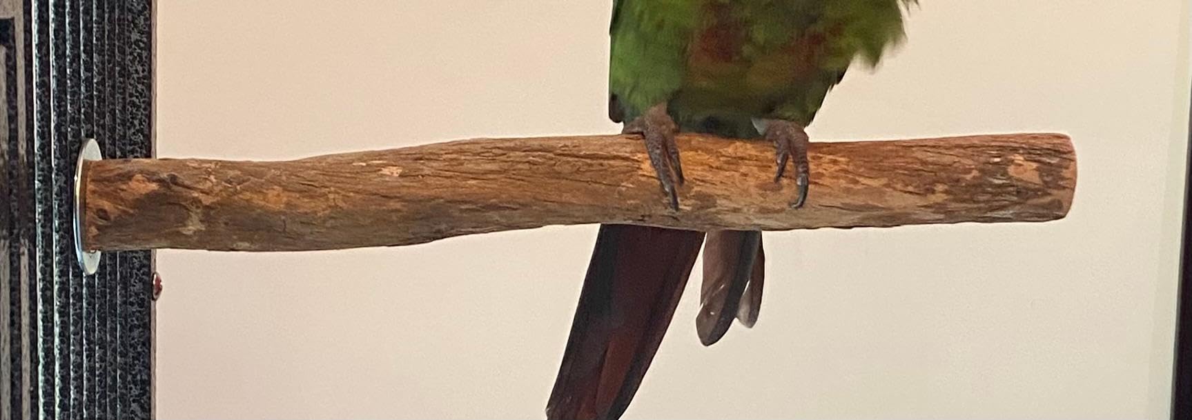 Polly'S Hardwood Bird Perch, Small