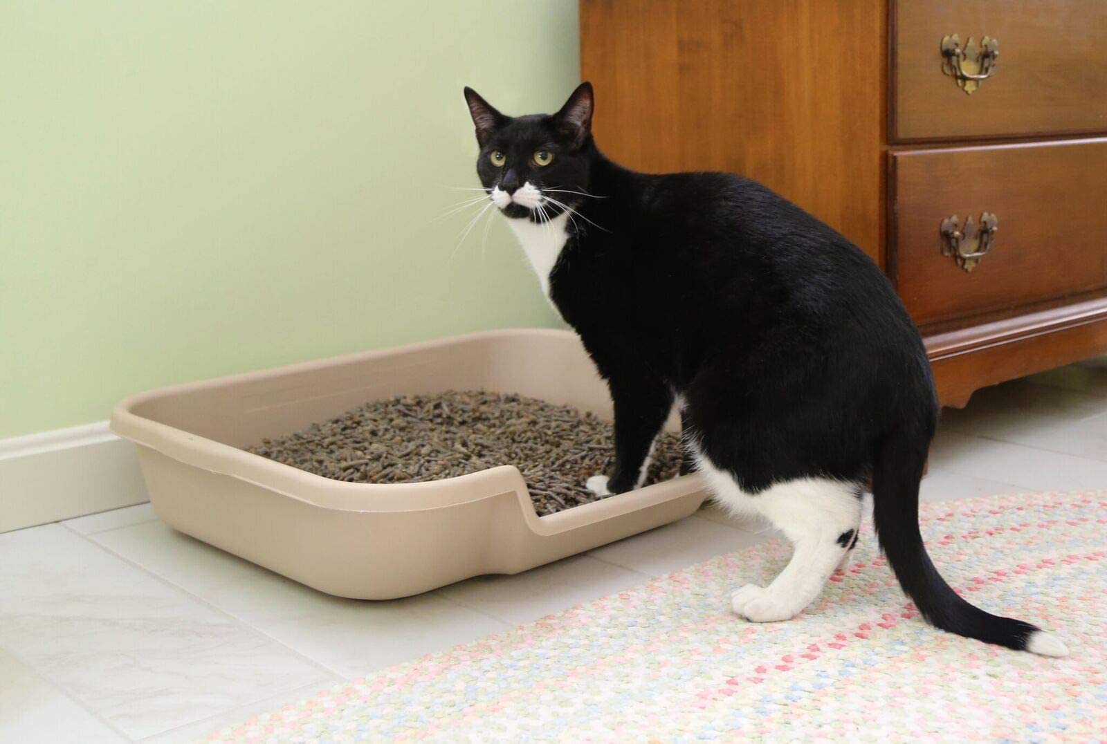 Kittygohere Senior Cat Litter Box 2 Pack, Large Beach Sand Low Entrance Kitty Litter Box, Sized For Cats Comfort, Perfect For Senior And Arthritic Cats, Made In Usa