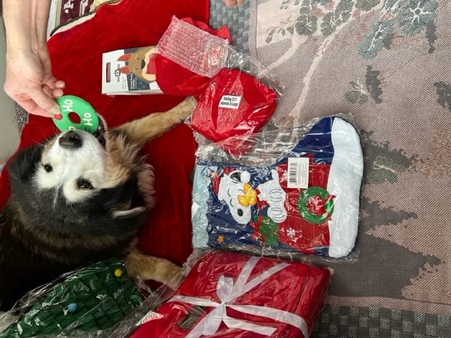 BoxDog Christmas Cookies for Dogs Handmade Holiday Cookie Gift for Dogs | Christmas Dog Treats You can eat with Your Dog! |