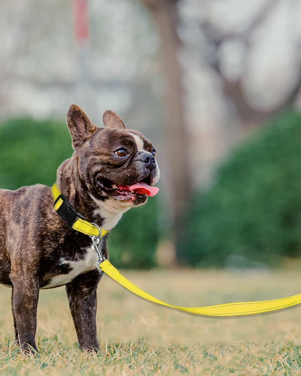 Joytale Double-Sided Reflective Dog Leash, 6 Ft/5 Ft/4 Ft, Padded Handle Nylon Dogs Leashes For Small & Medium Dogs Walking, Yellow, 5Ft