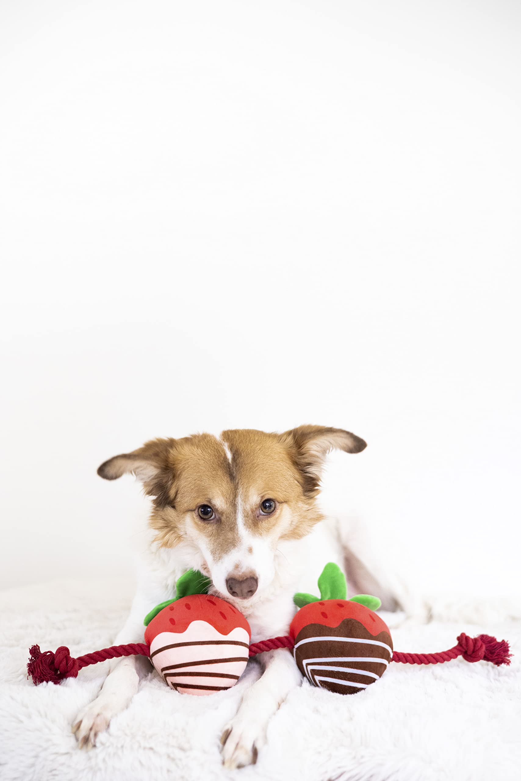 Pearhead Valentine's Day Dog Toy - You're Berry Cute Festive Squeaker & Rope Chew Toy for Interactive Play - Multicolored