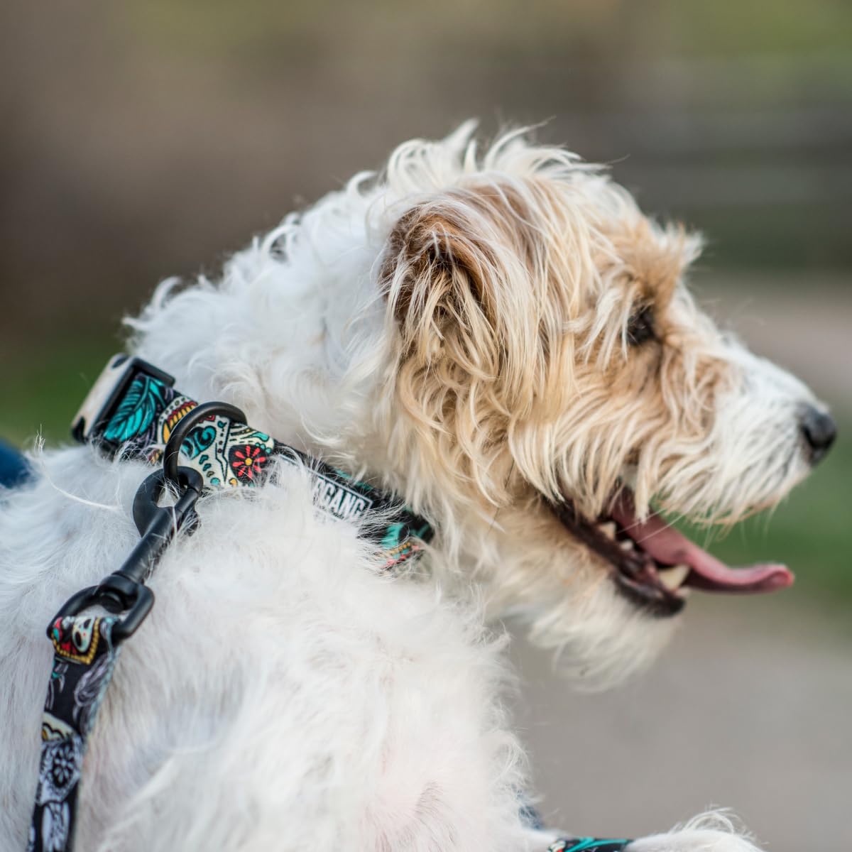 Wolfgang Heavy Duty Martingale Dog Collar With Quick Release Nylon Buckle For Walking & Training, Losmuertos Print, Small