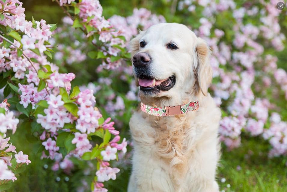 Lionet Paws Dog Collar, Comfortable Adjustable Cute Collar With Metal Buckle For Male Female Dogs, Pink Flower, Large, Neck 16-2