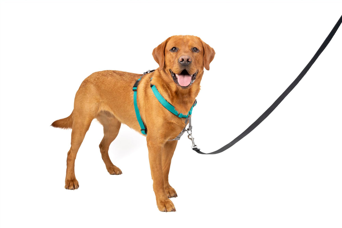 Petsafe 3 In 1 Dog Harness - No Pull Solution For Dogs - Reflective Dog Harness - Front D-Ring Clip Helps Stop Pulling - Comfortable Padded Straps - Top Handle Enhances Control - Teal - Large