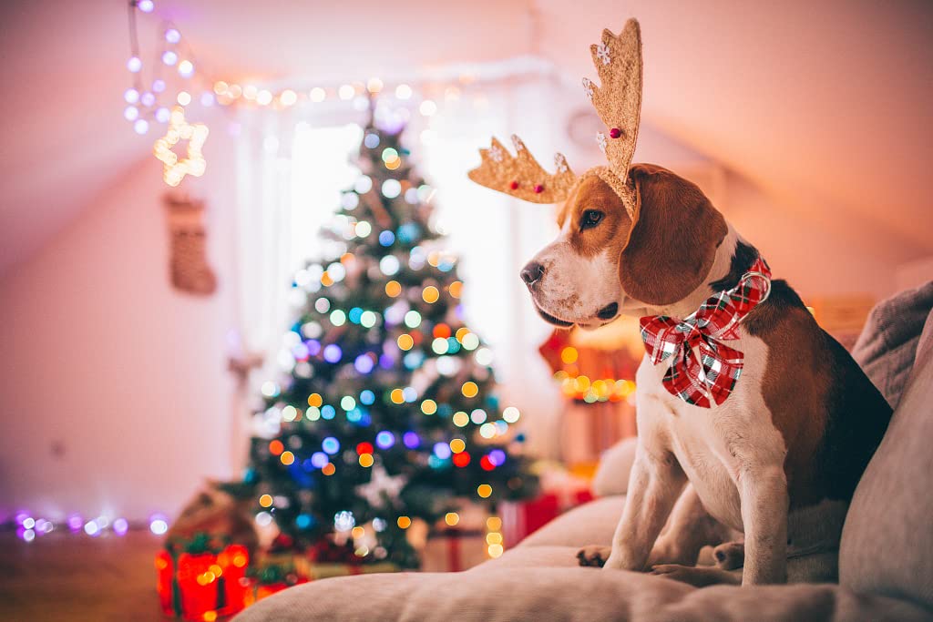 Lionet Paws Christmas Dog Collar With Bowtie, Dog Sailor Bow Collar With Metal Buckle For Dogs, Adjustable Comfortable Dog Colla