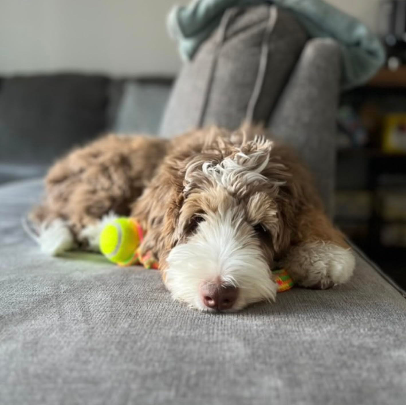 Rocket & Rex Dog Chew Toy Set For Small To Medium Breeds, Includes A Rope, Rubber Squeaker And Plush Toy With Ball, Reduces Dest