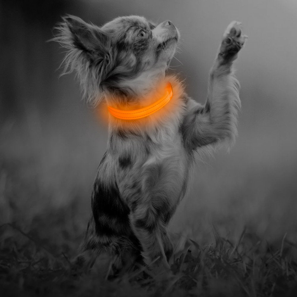 Bseen Light Up Dog Collars For Small Dogs - Rechargeable Led Puppy Collar - Glowing Cat Collars - Dog Camping Gear Dog Lights For Night Walking(Orange, Xs)