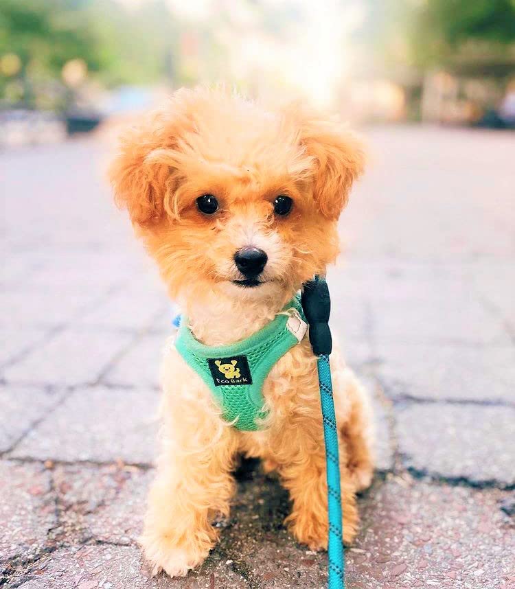 Ecobark Step In Dog Harness - Eco-Friendly Dog Harnesses For Small And Medium Breed Dogs - Reflective And Adjustable Body Halter Vest - Soft Mesh Toy Breed Harness (Mint, Large)