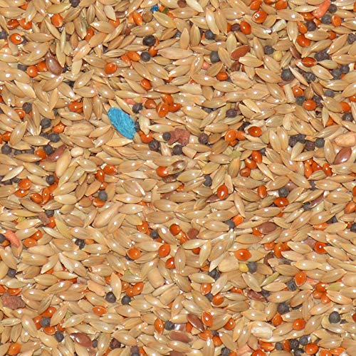 Volkman Avian Science Super Canary Bird Seed 4 Lb