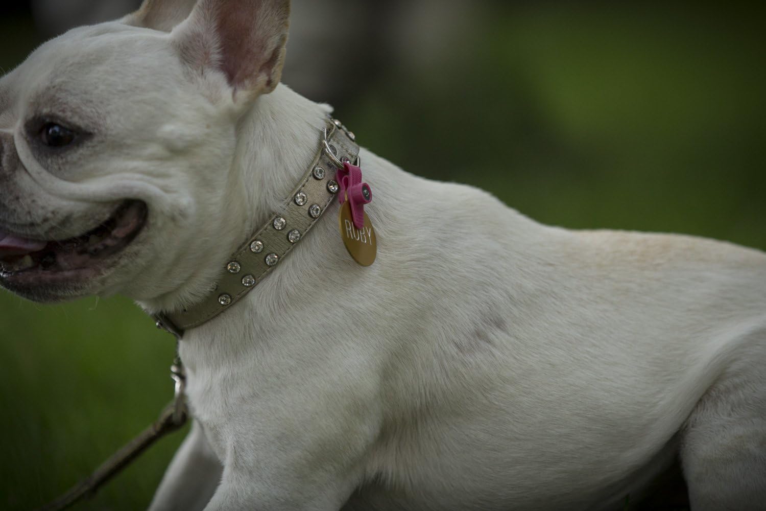 FreezeTag Dog Silencer and Connector, Pink