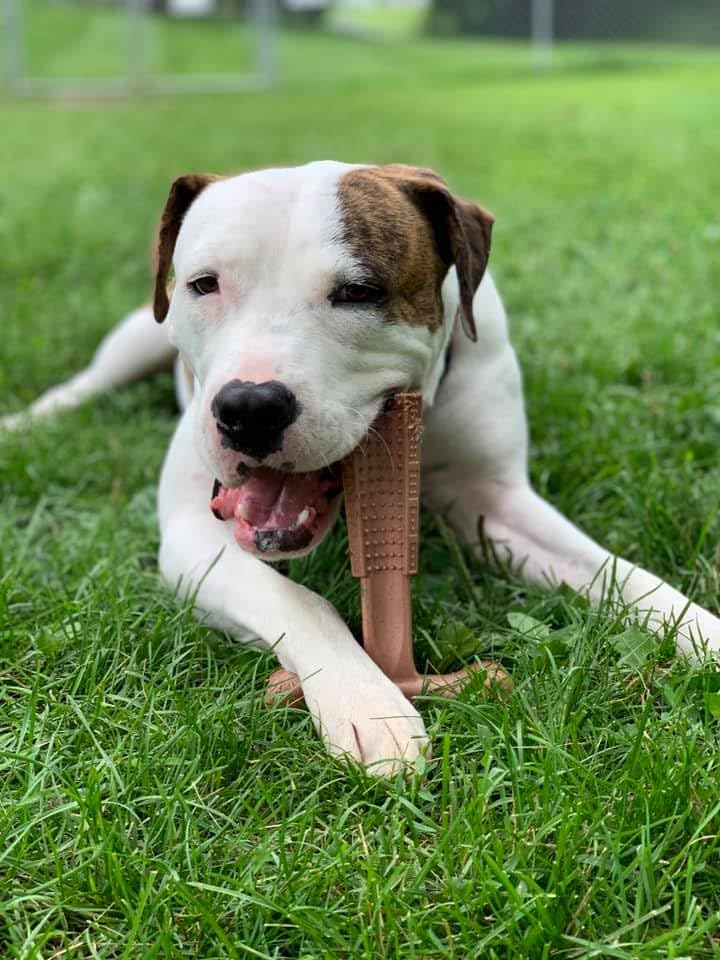 SPOT Bam-bones PLUS T Bone - Bamboo Fiber & Nylon, Durable Long Lasting Dog Chew for Aggressive Chewers - Great Toy for Adult Do