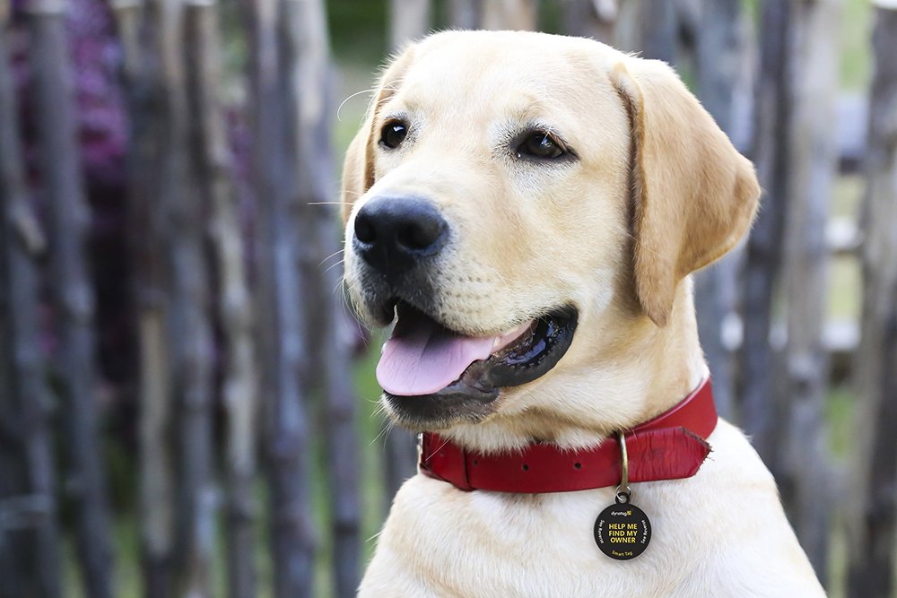 Dynotag® Web Enabled Smart Round Coated Metal Id Tag And Ring. Pet Tag, Property Tag - Multiple Uses, With Dynoiq™ & Lifetime Recovery Service.