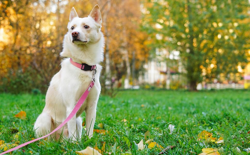 Penseepet Basic Dog Leashes 6 Ft Padded Handle Nylon Dogs Leashes For Small Dogs Pink