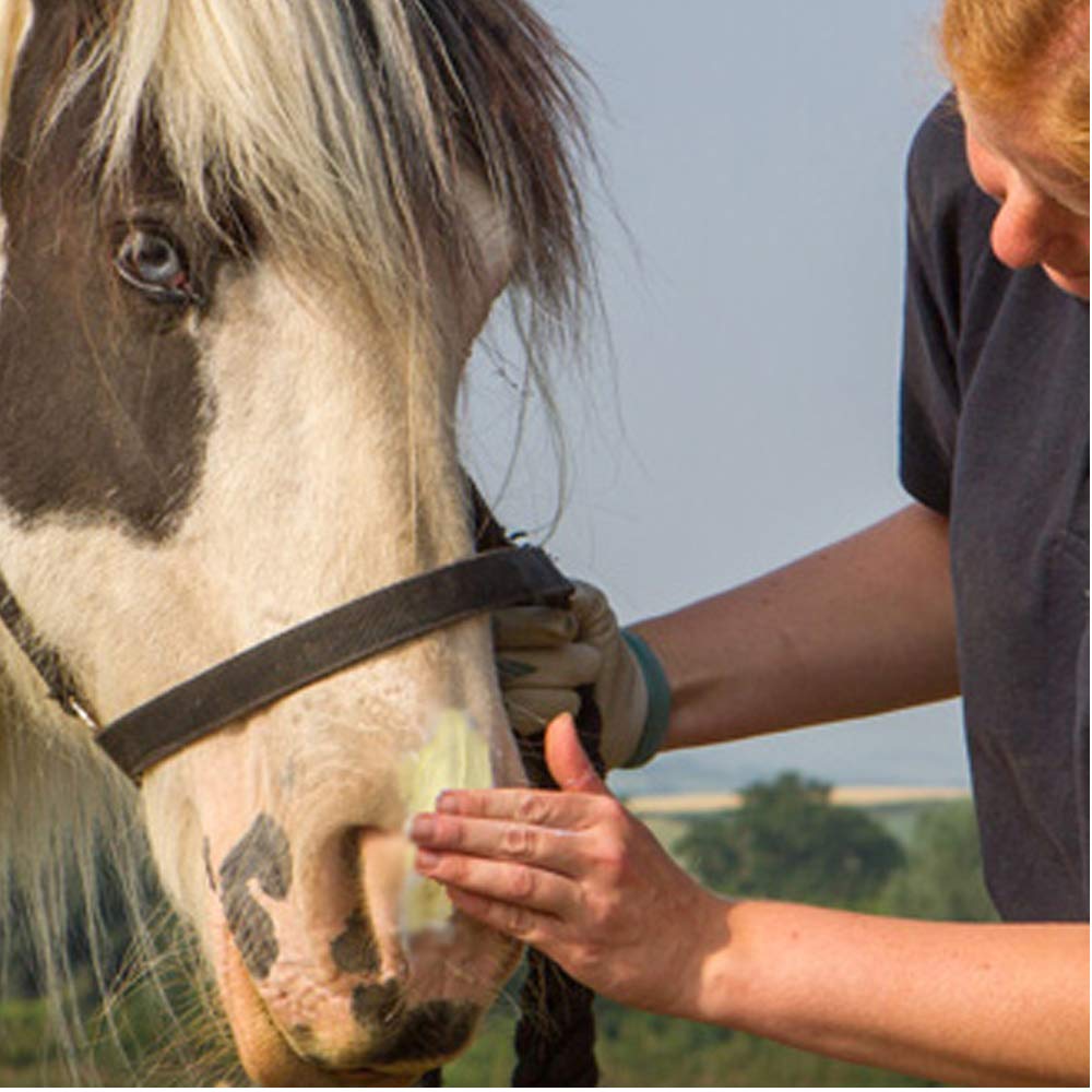 Sit Stay Forever Organic Horse Sunscreen & Moisturizer, 4oz, All Natural, screw top tin, Made in USA