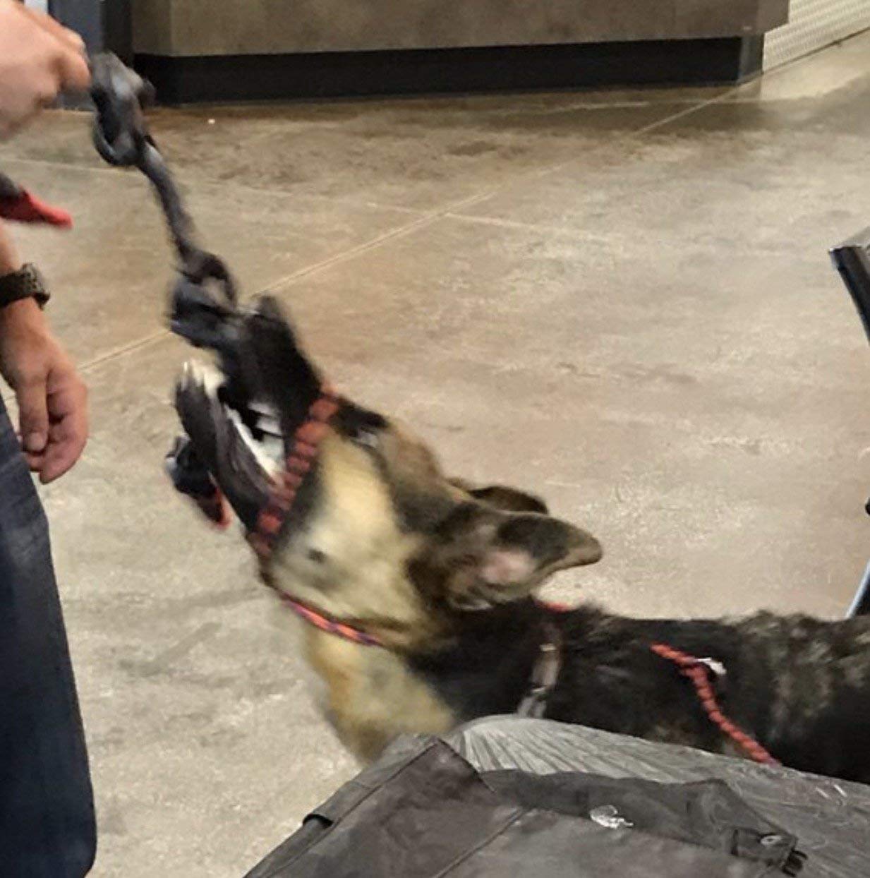 Dog Tug Rope, Heavy Duty Seatbelt/Pull Toy For The Big Dogs, Washable