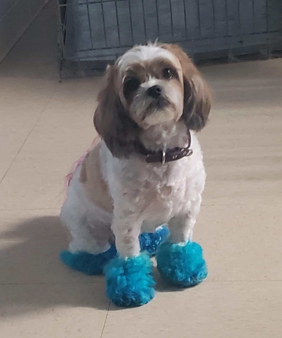 Crazy Liberty Dog Hair Dye (Aquamarine)