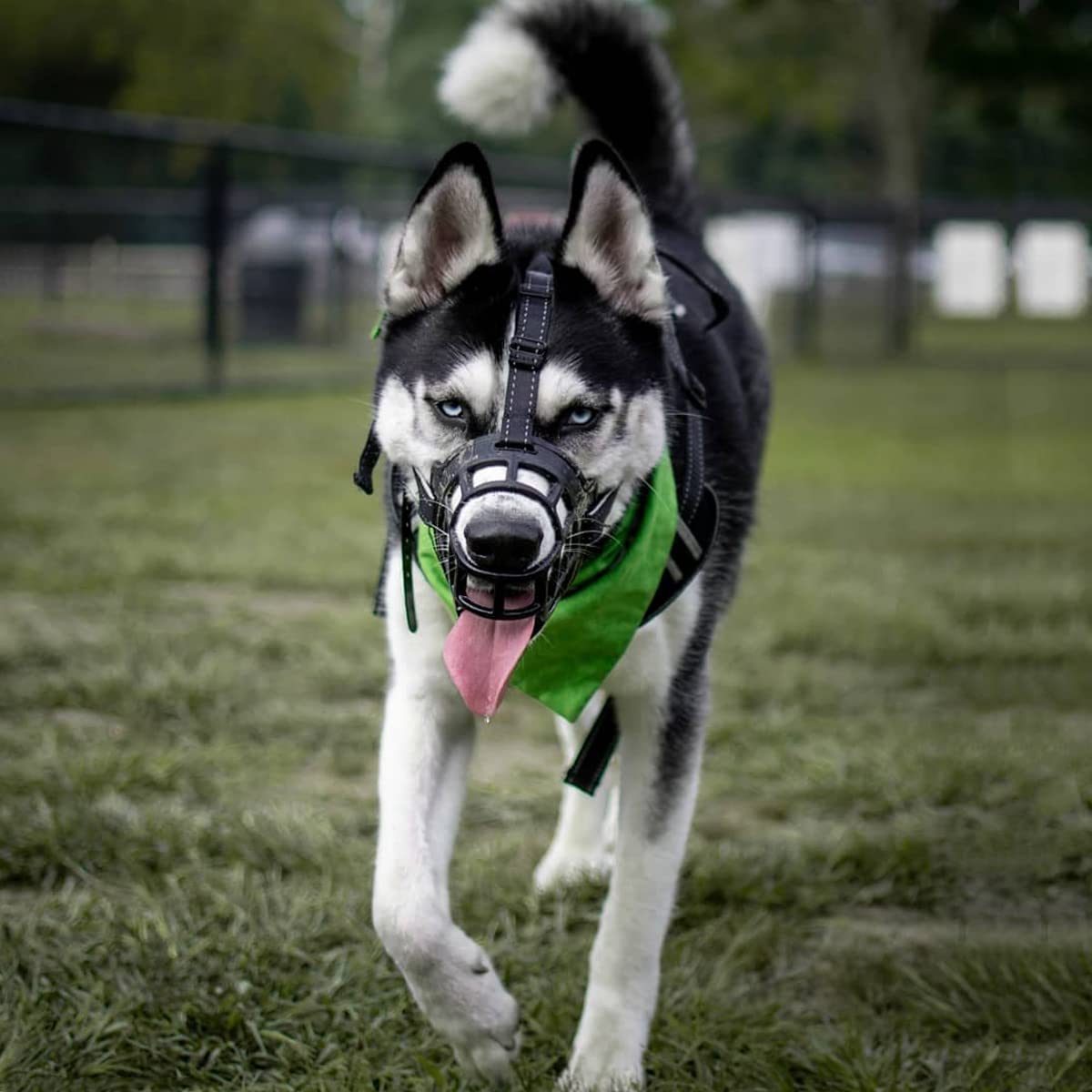 Dog Muzzle, Soft Silicone Basket Muzzle For Dogs, Allows Panting And Drinking, Prevents Unwanted Barking Biting And Chewing, Included Collar And Training Guide