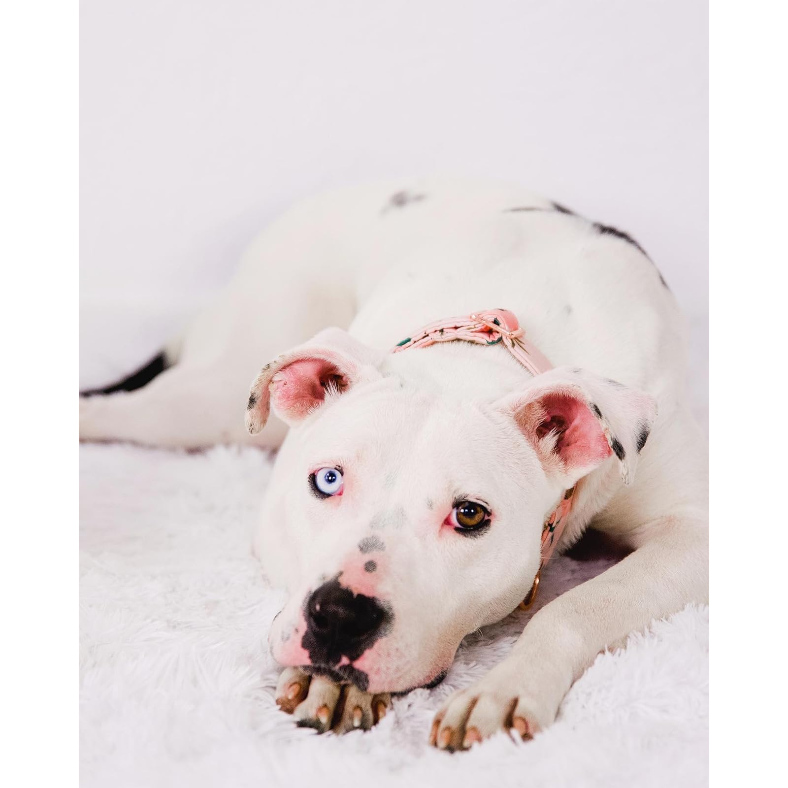 Elegant Little Tail Dog Collar, Pink Floral Girl Pet Collar Durable Cute Dog Collars Summer Female Pet Gift Adjustable Dog Colla