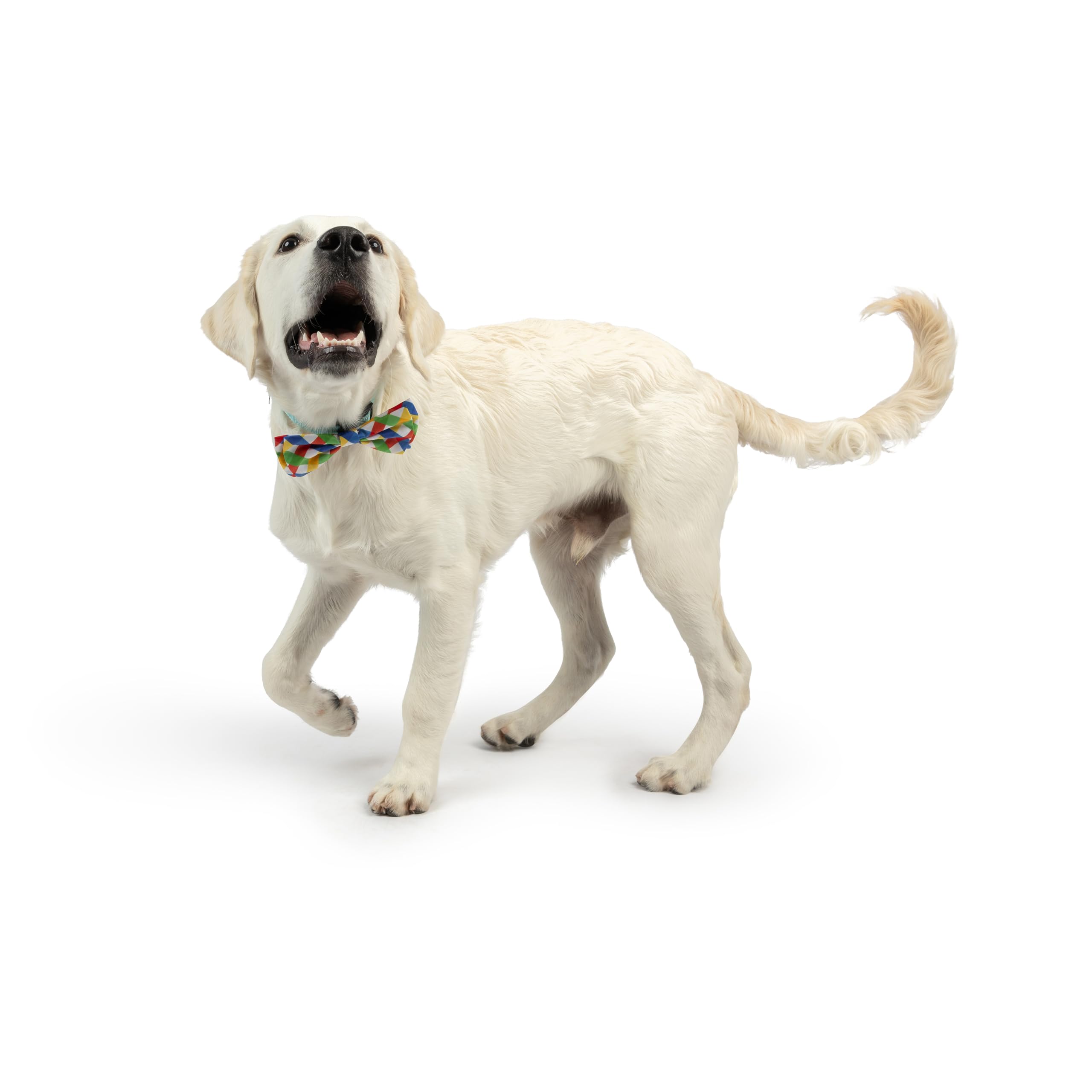 Huxley & Kent Bow Tie For Pets - Summertime Check (Small) - Spring Bow Tie Collar Attachment - Fun Collar Accessory For Dogs & C