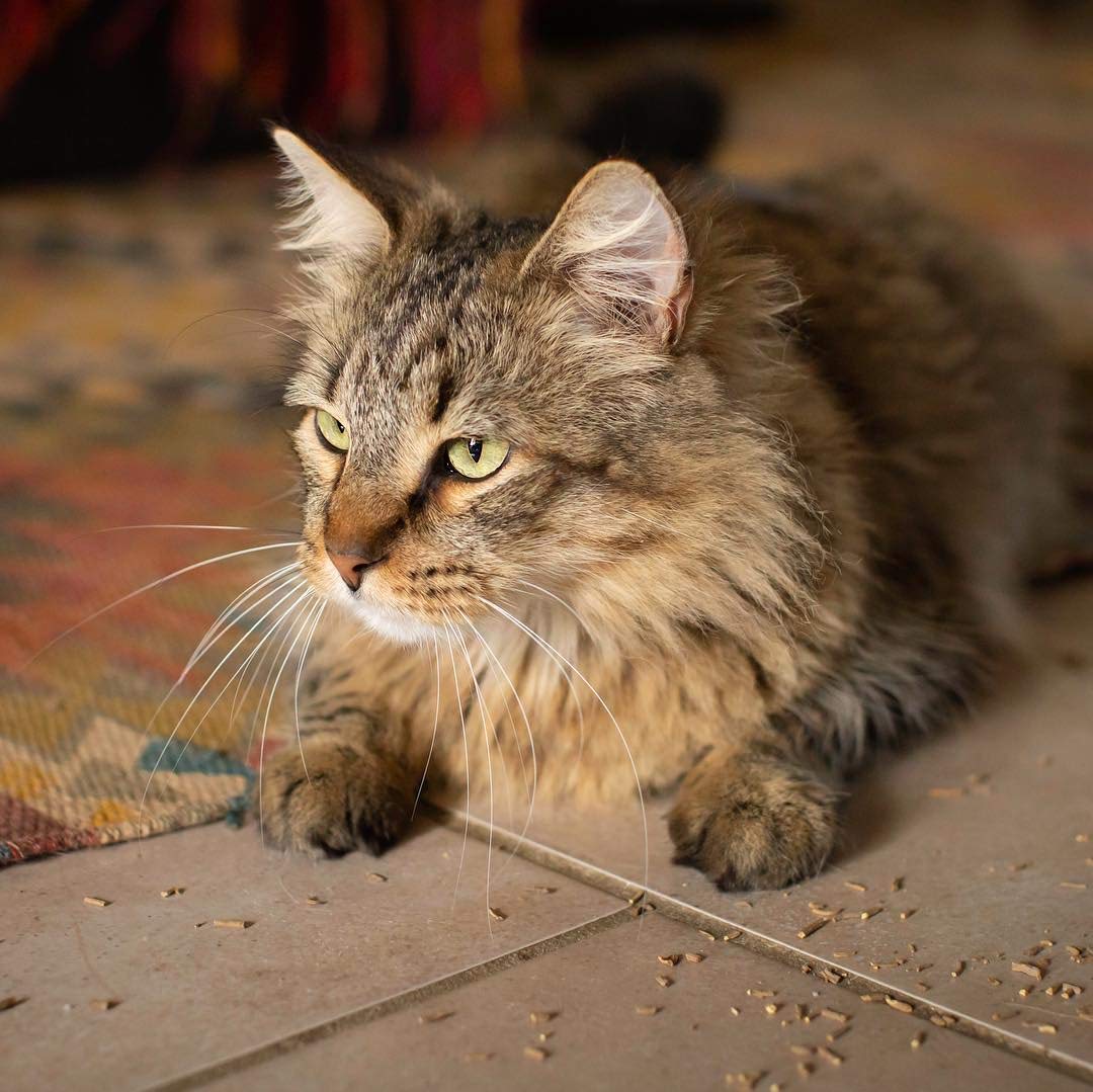 Meowy Janes Valerian Root - Catnip Alternative For Cats - Cat Toy Cat Treat