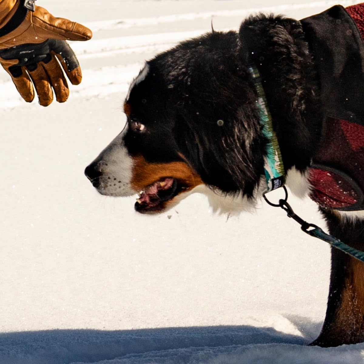 Wolfgang Heavy Duty Martingale Dog Collar With Quick Release Nylon Buckle For Walking & Training, Greatescape Print, Small