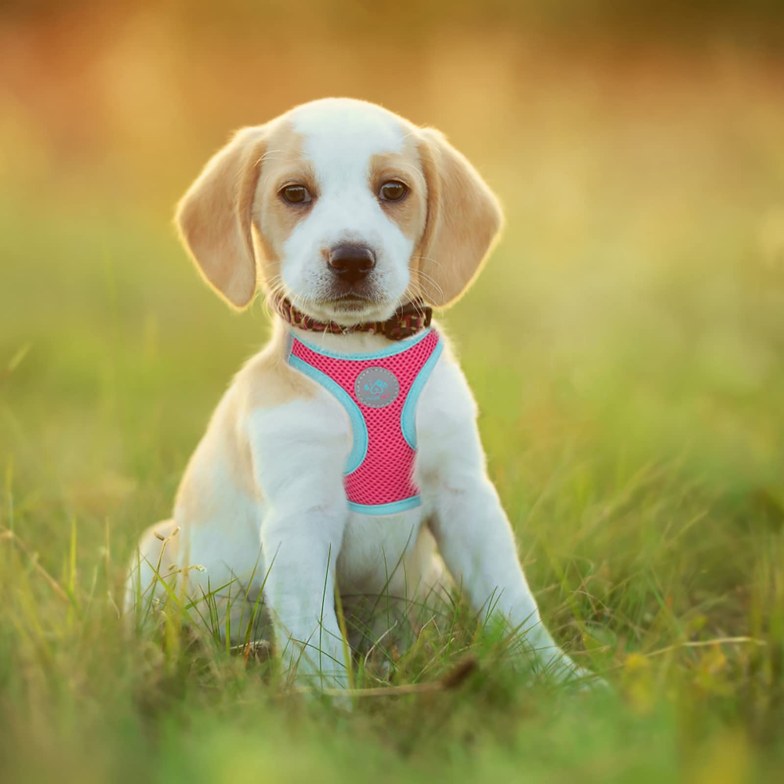 Phoepet Step-In Dog Harness,Reflective Adjustable Dog Vest Harness, Soft Pet Walking Jacket With 2 Metal Leash Hooks For Dog And