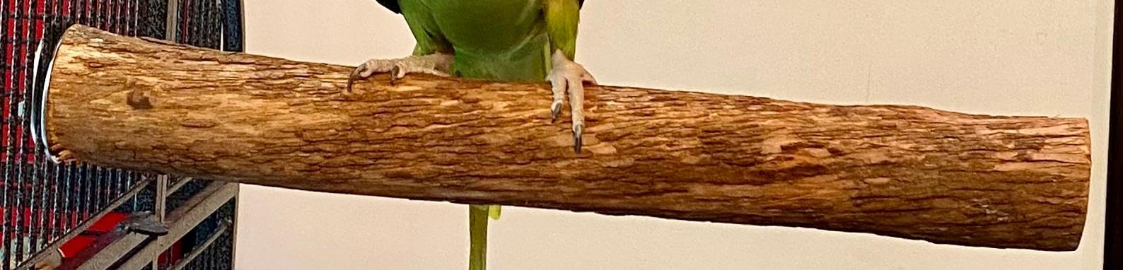 Polly'S Hardwood Bird Perch, X-Large