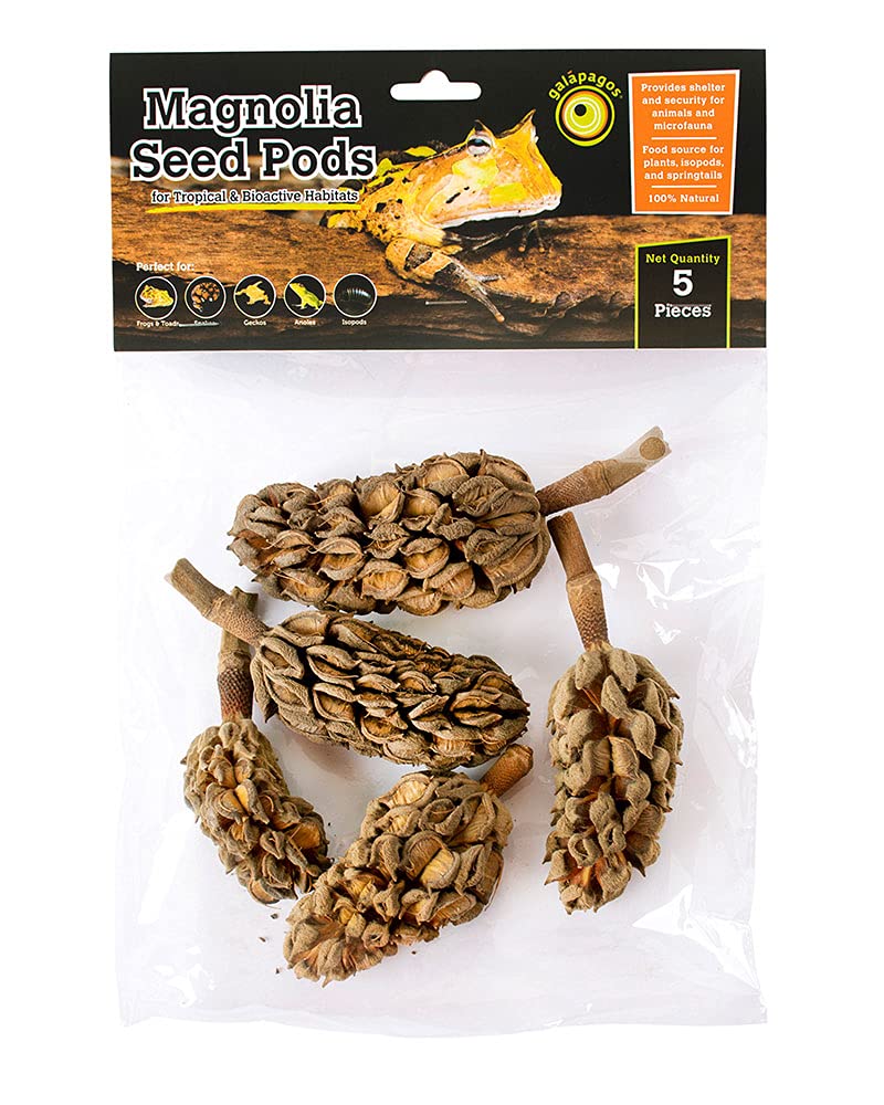 Galapagos Magnolia Seed Pods Natural Bioactive Terrariums Provides Shelter And Food For Microfauna 2-4 Inch Pods 5Pk