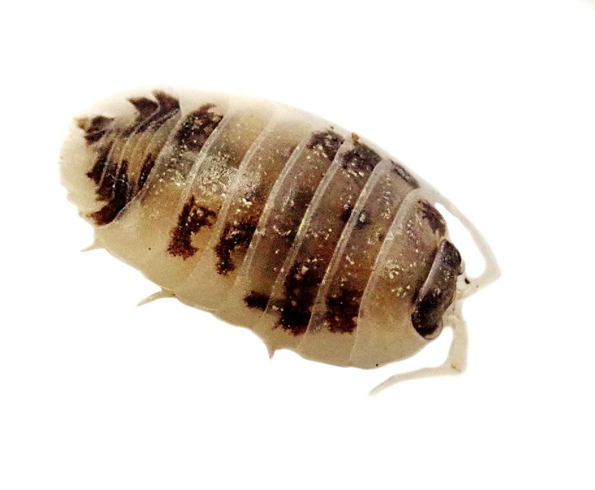 Josh'S Frogs Porcellio Laevis 'Dairy Cow' Isopods (10 Count)