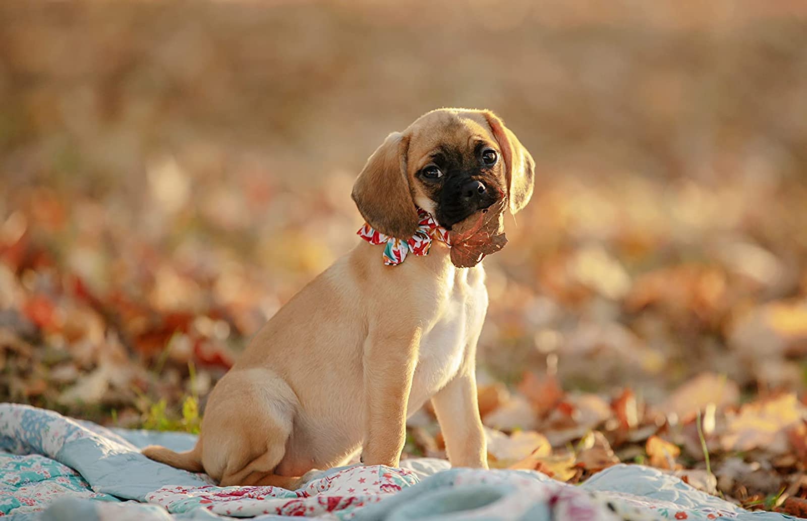 Elegant Little Tail Flower Dog Collar For Female Or Male Dogs, Fall Pet Collar Adjustable Dog Collars Gift For X-Small Dogs And Cats