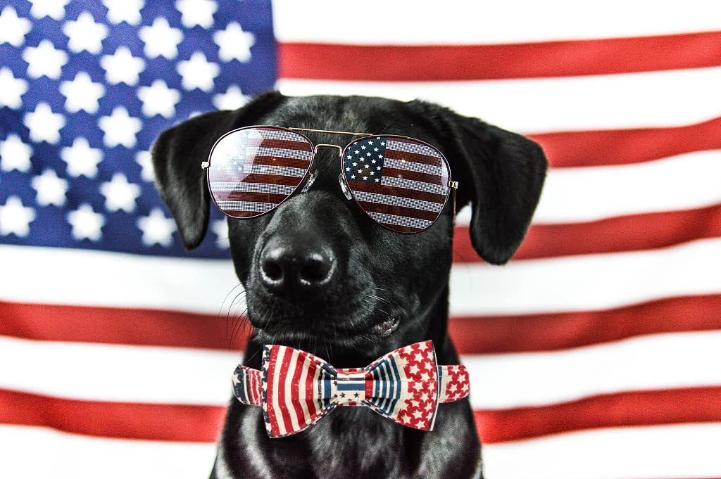 Elegant Little Tail Dog Collar With Bow, American Flag Bow Tie Dog Collar, Cute Dog Bowtie Pet Gift Dog Collar For X-Large Dogs