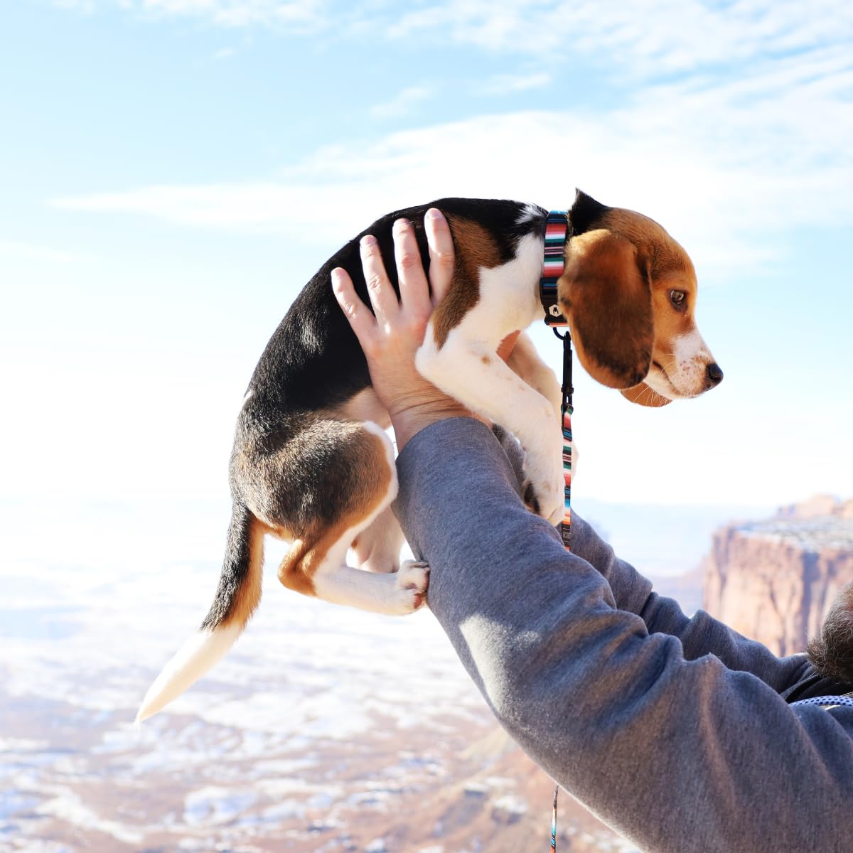 Wolfgang Heavy Duty, Adjustable Dog Collar With Quick Release Nylon Buckle For Walking & Training, Lostart Print, Medium