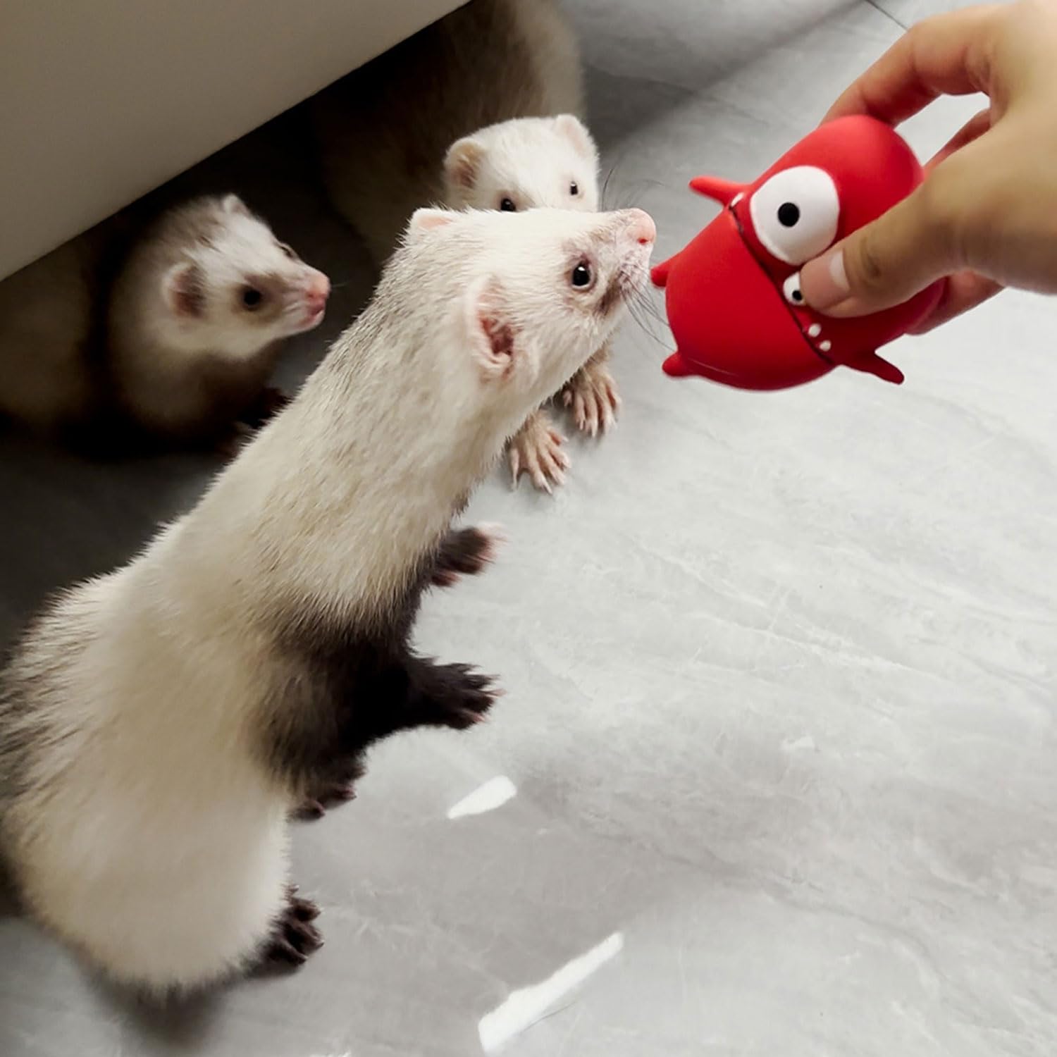 Kittail Squeaky Ferret Toys - 3 Pack Monster Teething Chew Toy With Squeaker. Made Of Natural Rubber. Ideal For Small Dogs, Rats